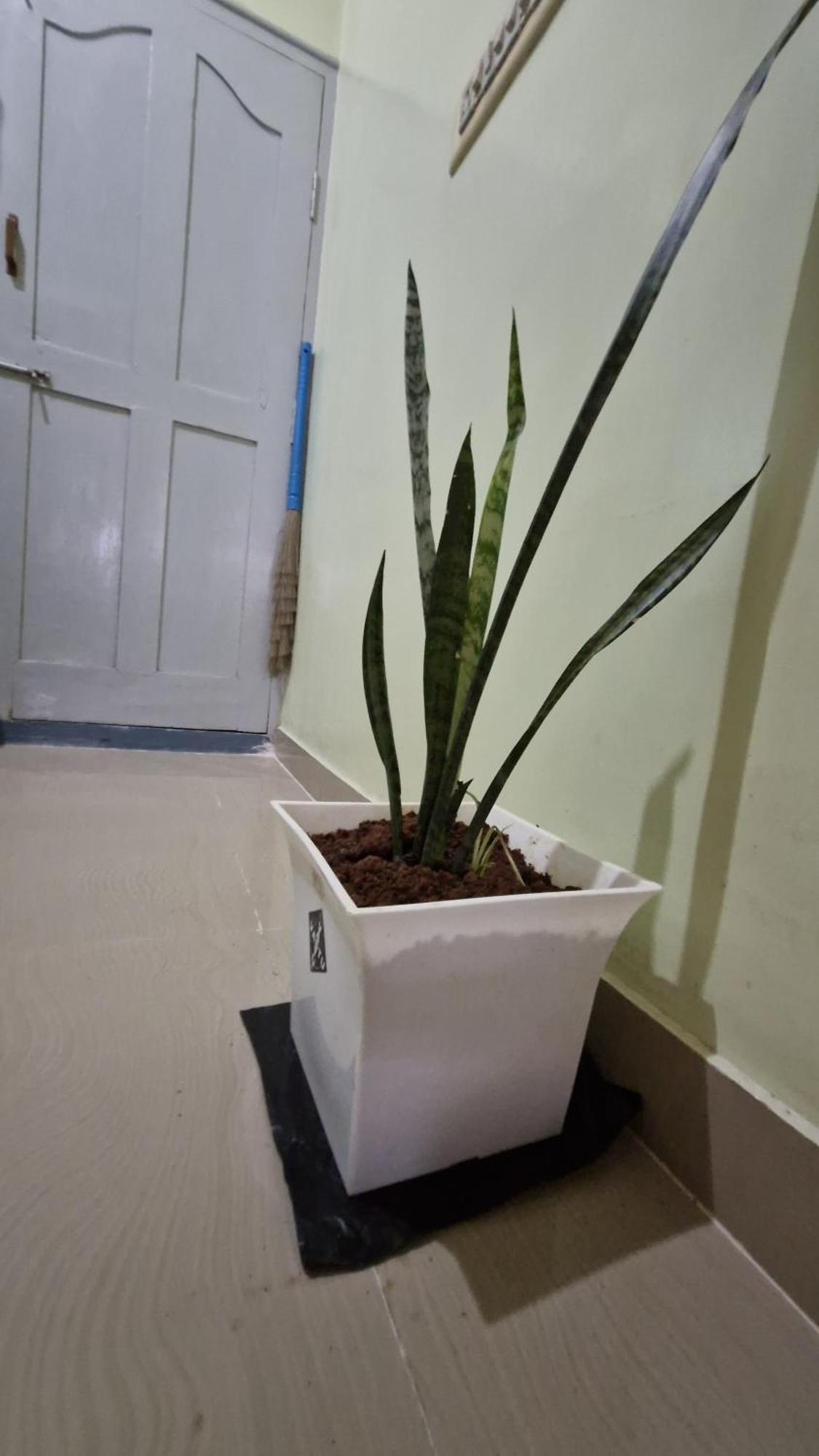 Malgudi Mane Homestay Chikmagalūr Exterior foto